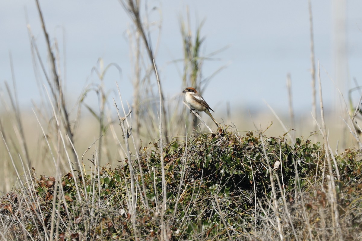Woodchat Shrike (Balearic) - ML636685405