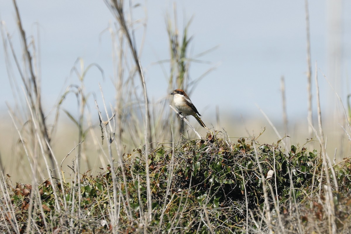 Woodchat Shrike (Balearic) - ML636685406