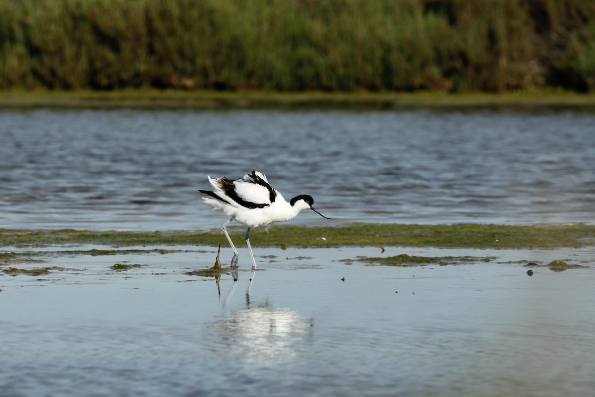 Pied Avocet - ML636685449