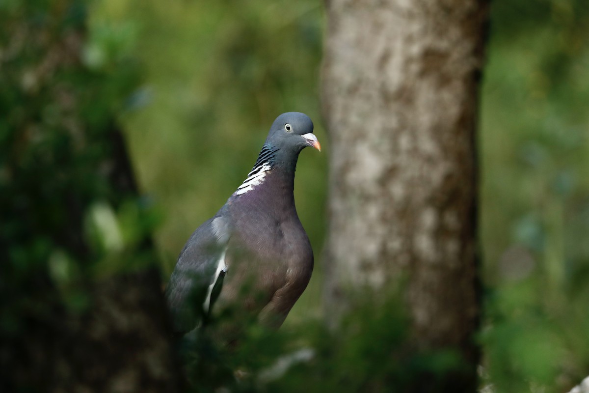 Common Wood-Pigeon - ML636685469