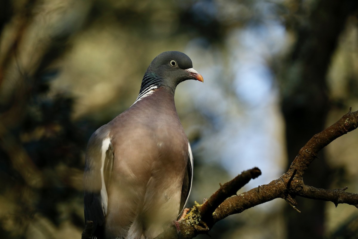 Common Wood-Pigeon - ML636685470