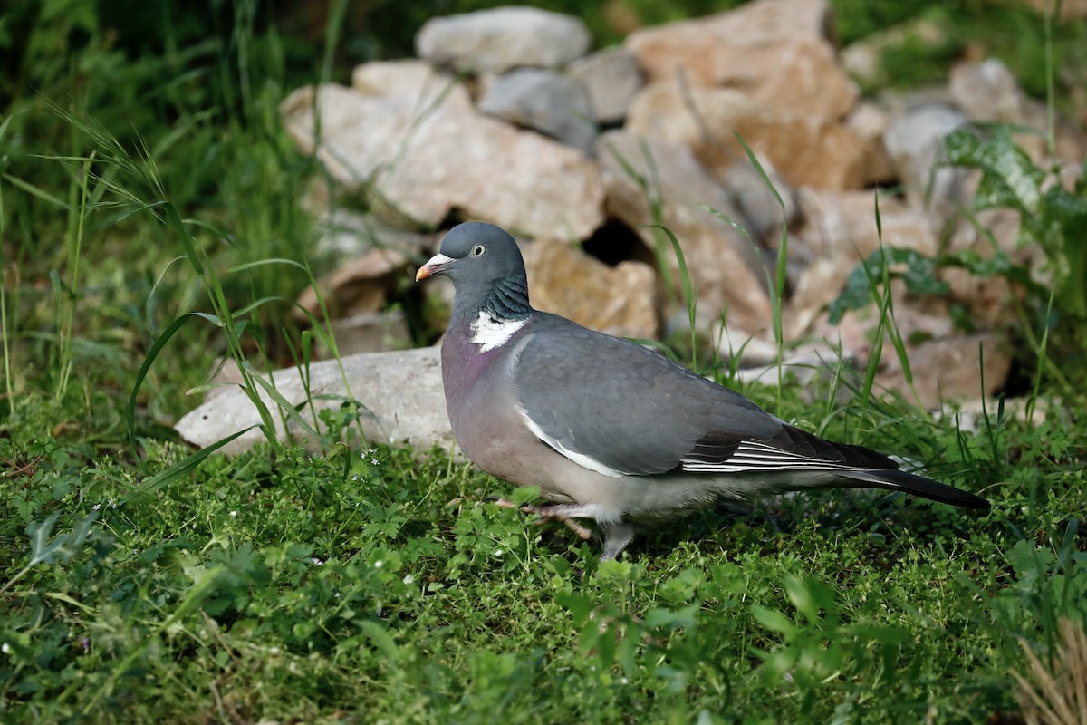 Common Wood-Pigeon - ML636685471