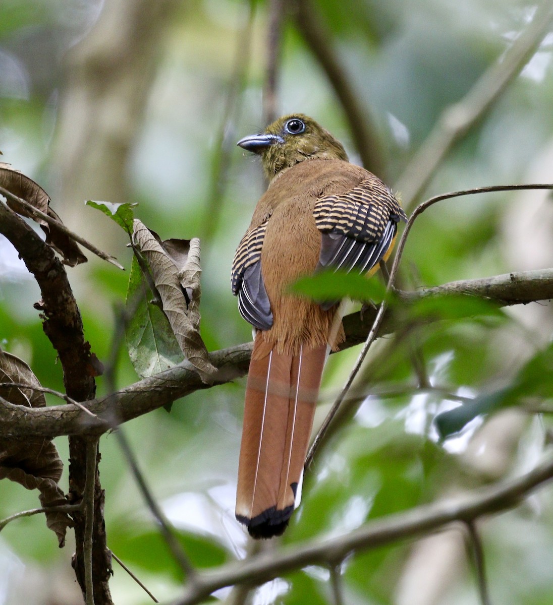 Orange-breasted Trogon - ML636685496