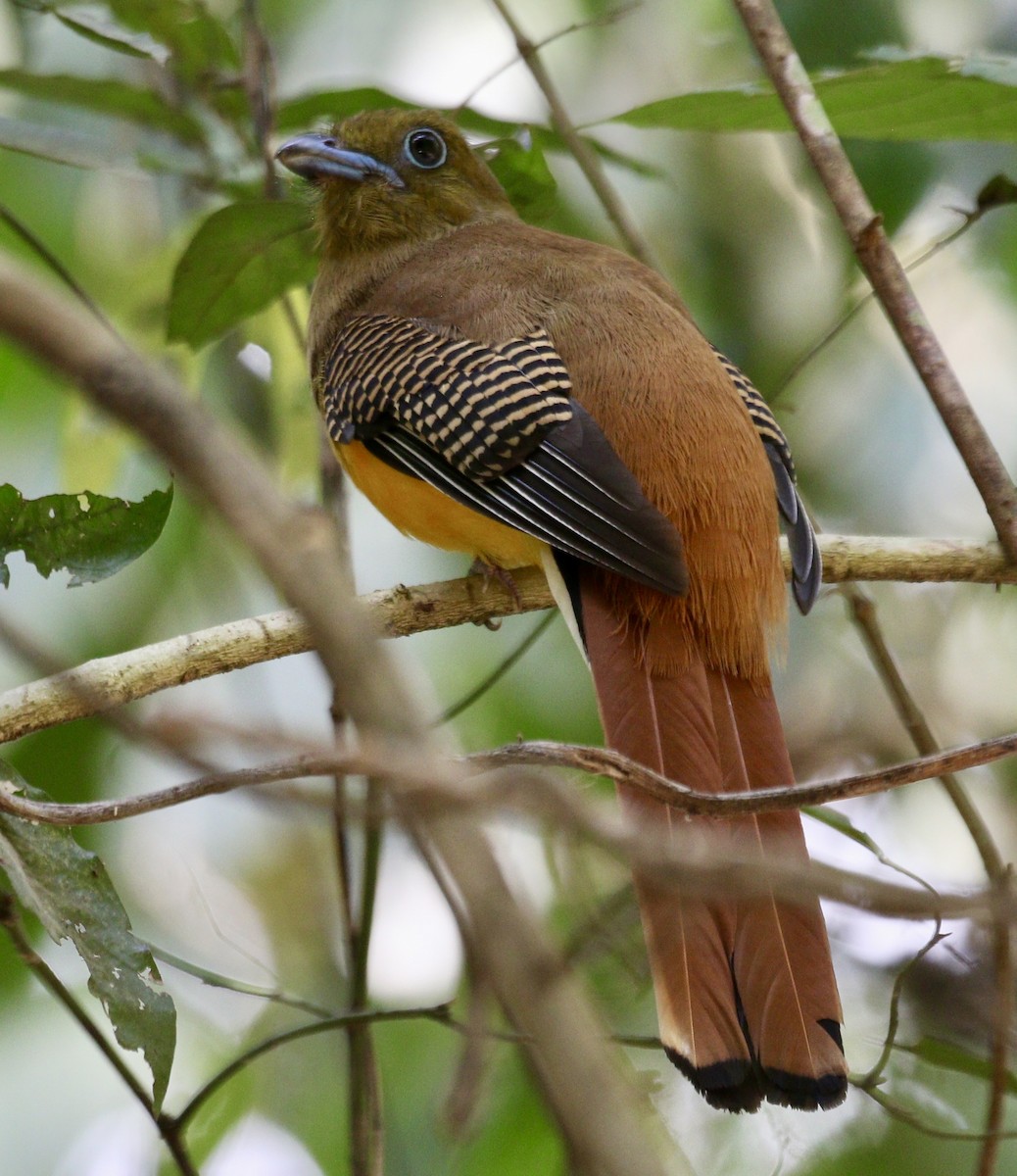 Orange-breasted Trogon - ML636685498