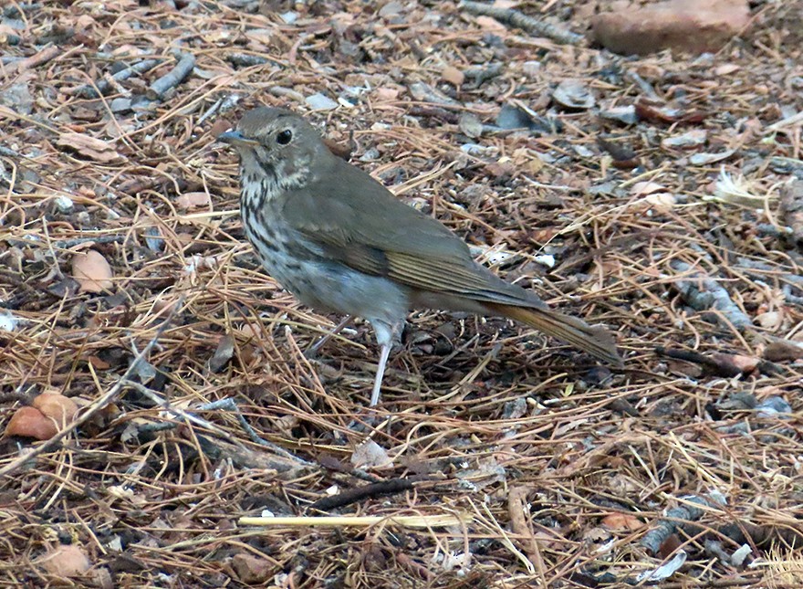 Hermit Thrush - ML636685505