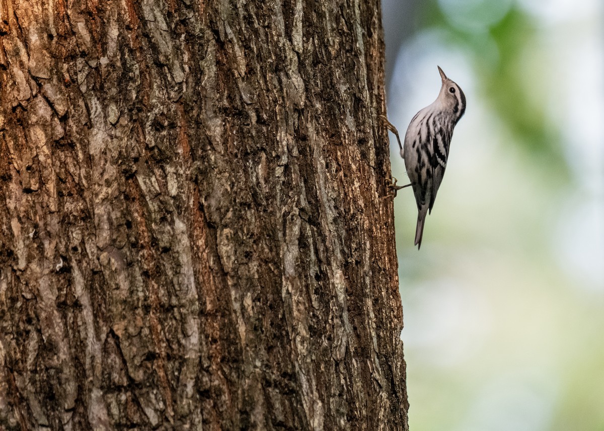 Black-and-white Warbler - ML636685561