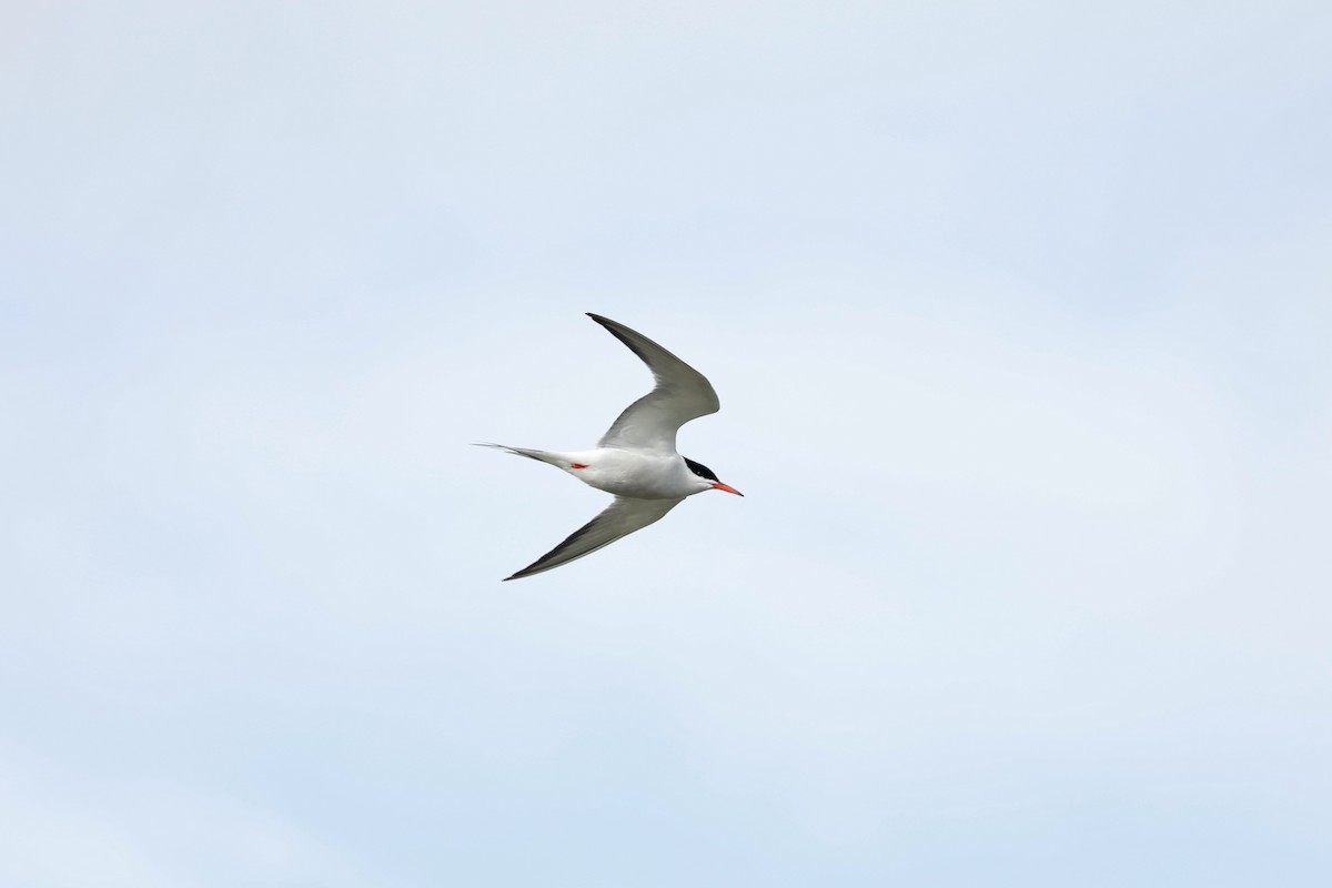 Common Tern - ML636685618
