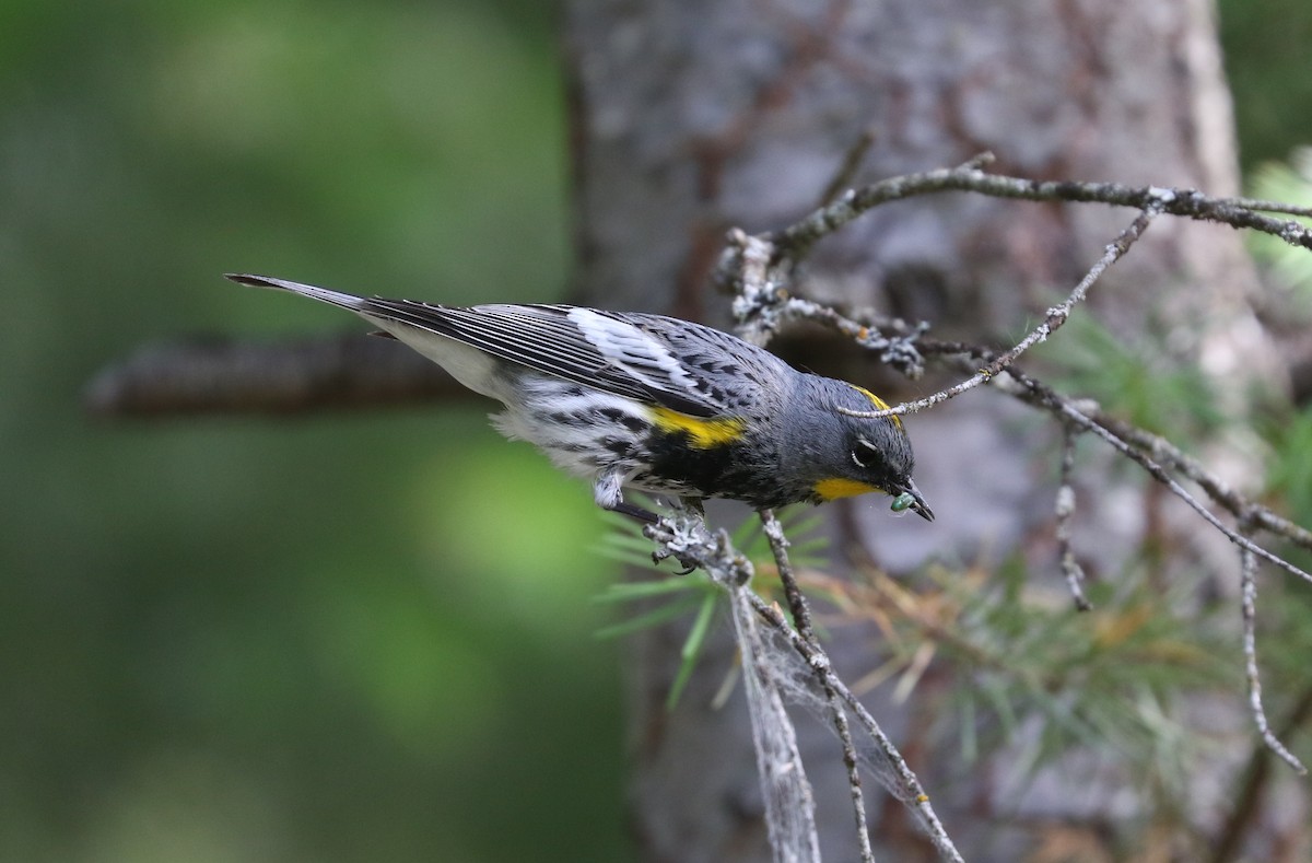 Kronenwaldsänger (Audubonwaldsänger) - ML636685676