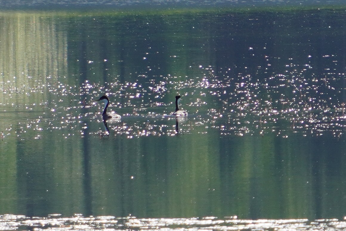Western Grebe - ML636685716