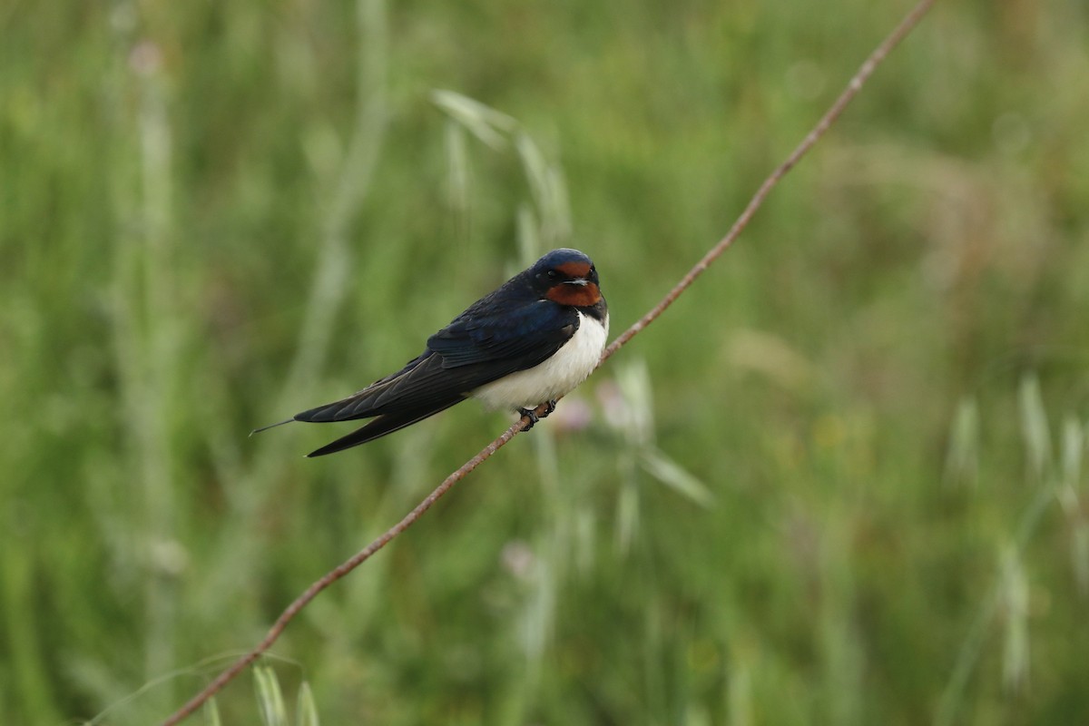 Barn Swallow - ML636685721