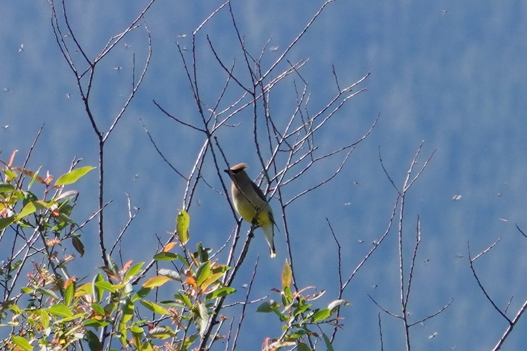Cedar Waxwing - ML636685736