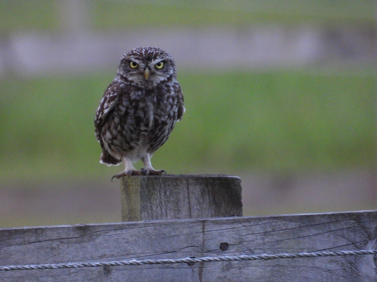 Little Owl - ML636685747