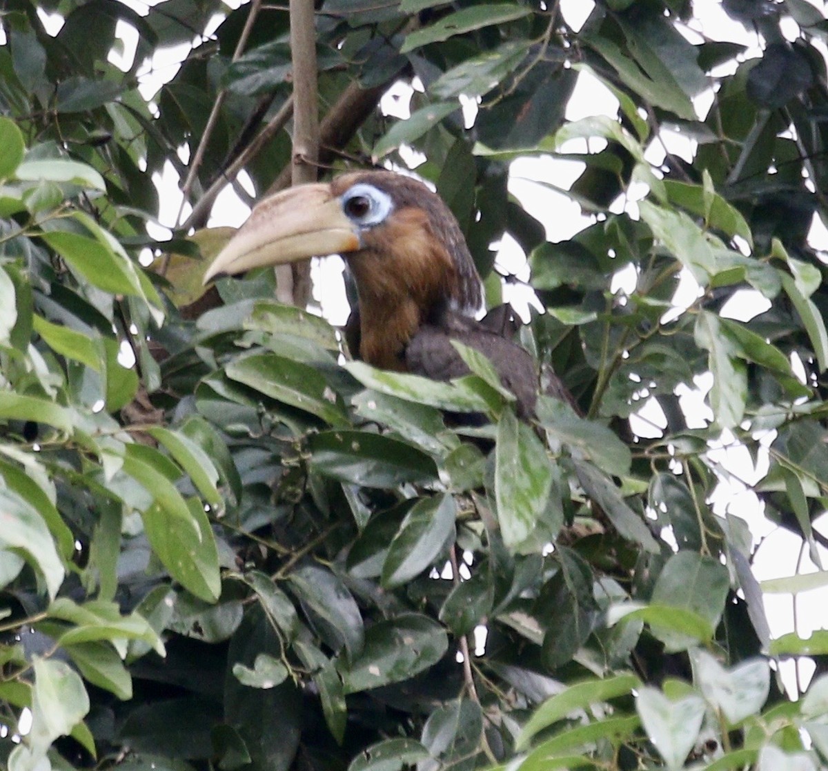 Rusty-cheeked Hornbill - ML636685841