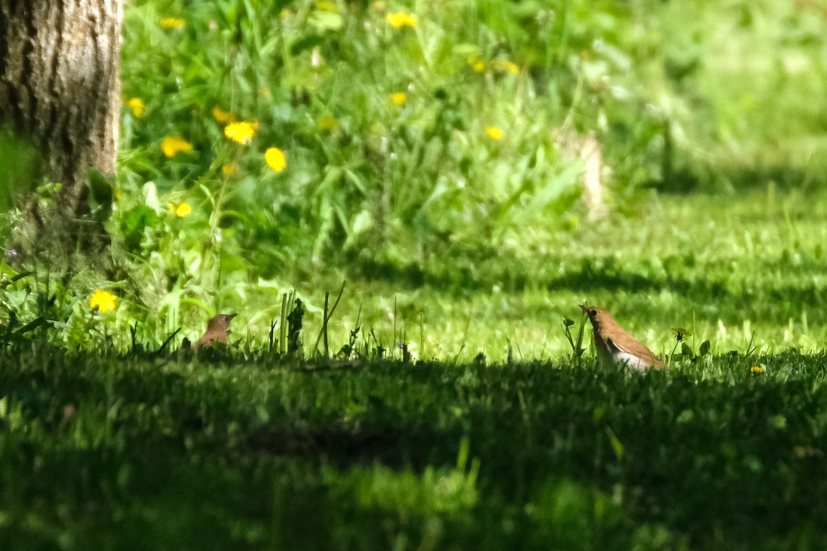 Veery - ML636685845