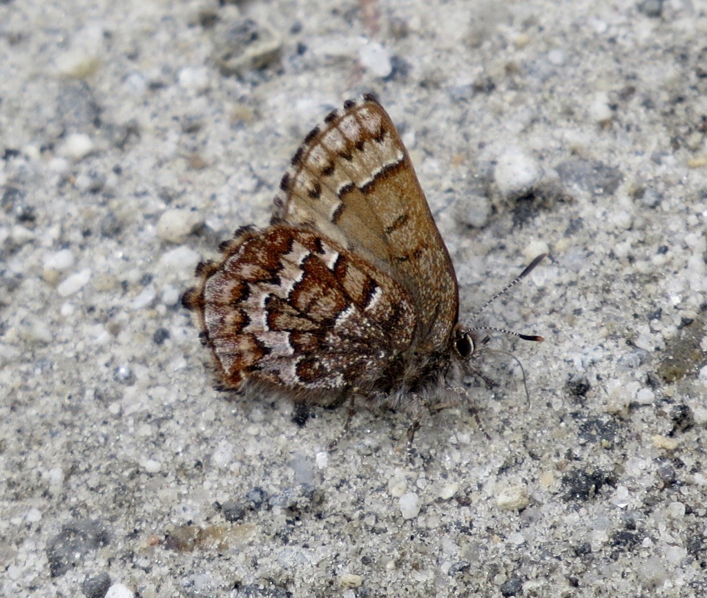 Eastern Pine Elfin - ML636685853