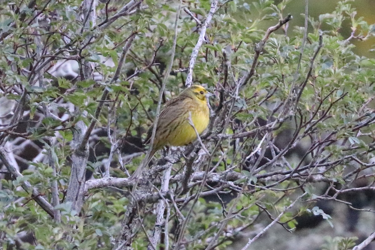 Zigolo giallo - ML636685876