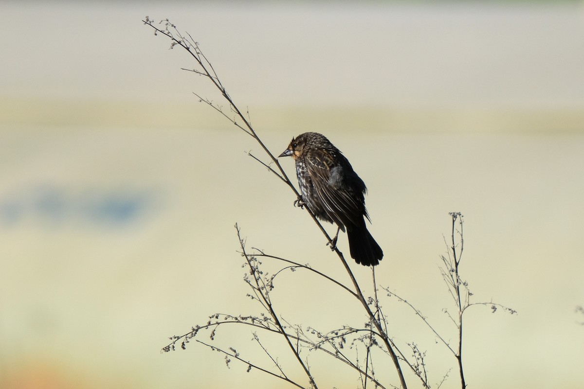 Red-winged Blackbird - Jean-Marc Emery