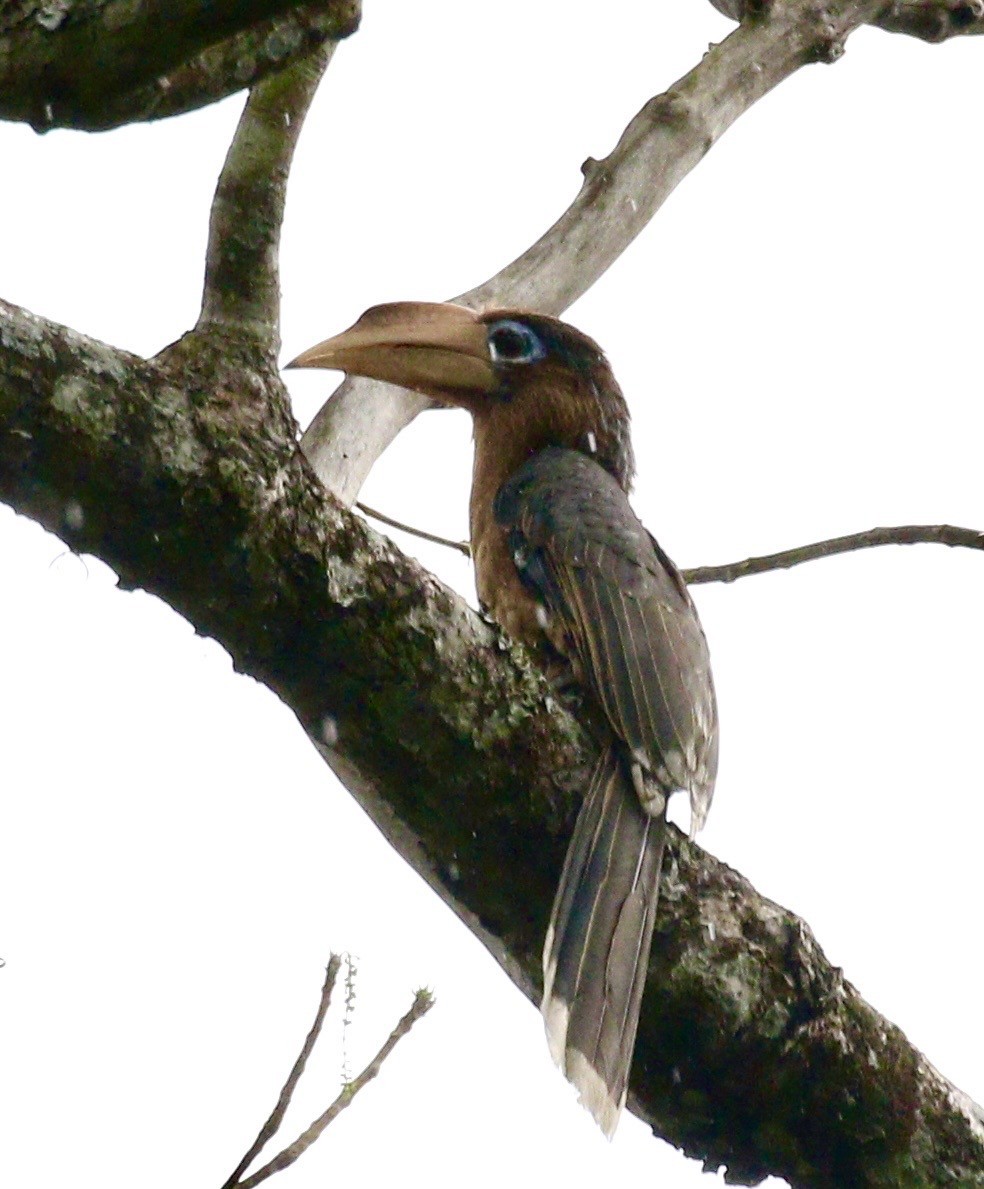 Rusty-cheeked Hornbill - ML636685897