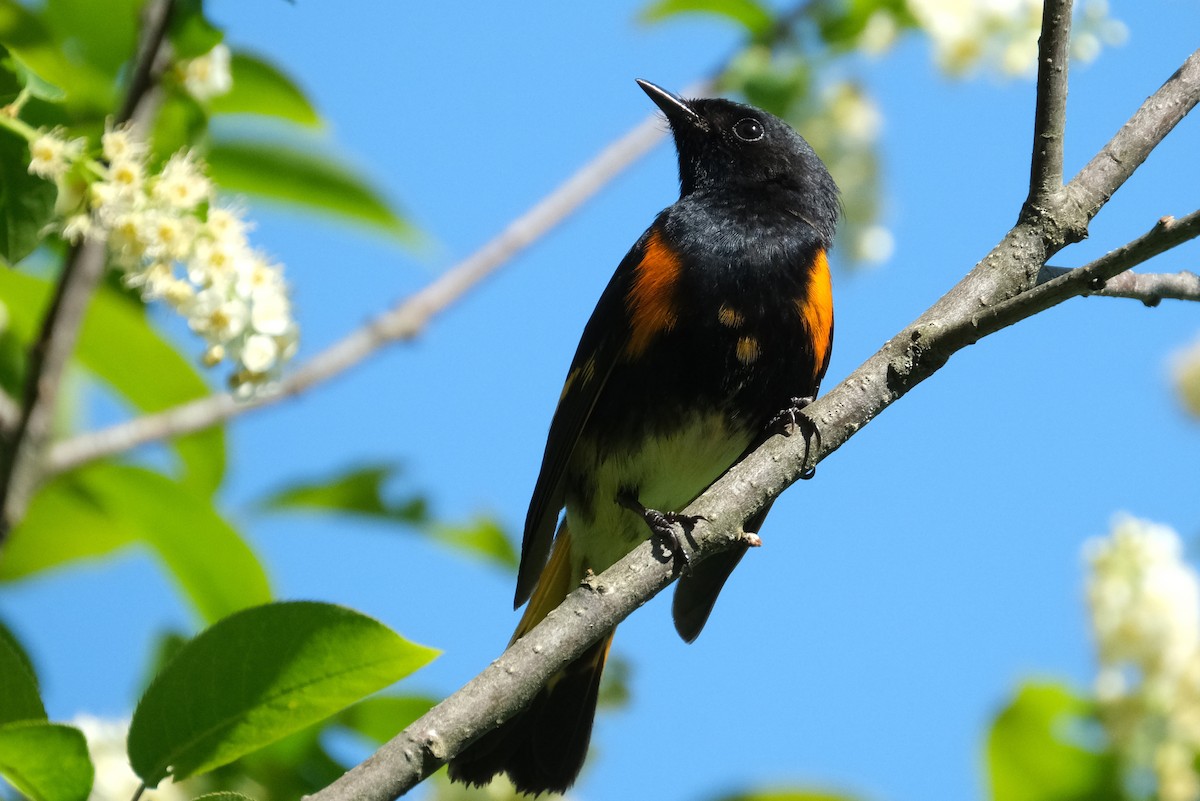 American Redstart - Jean-Marc Emery