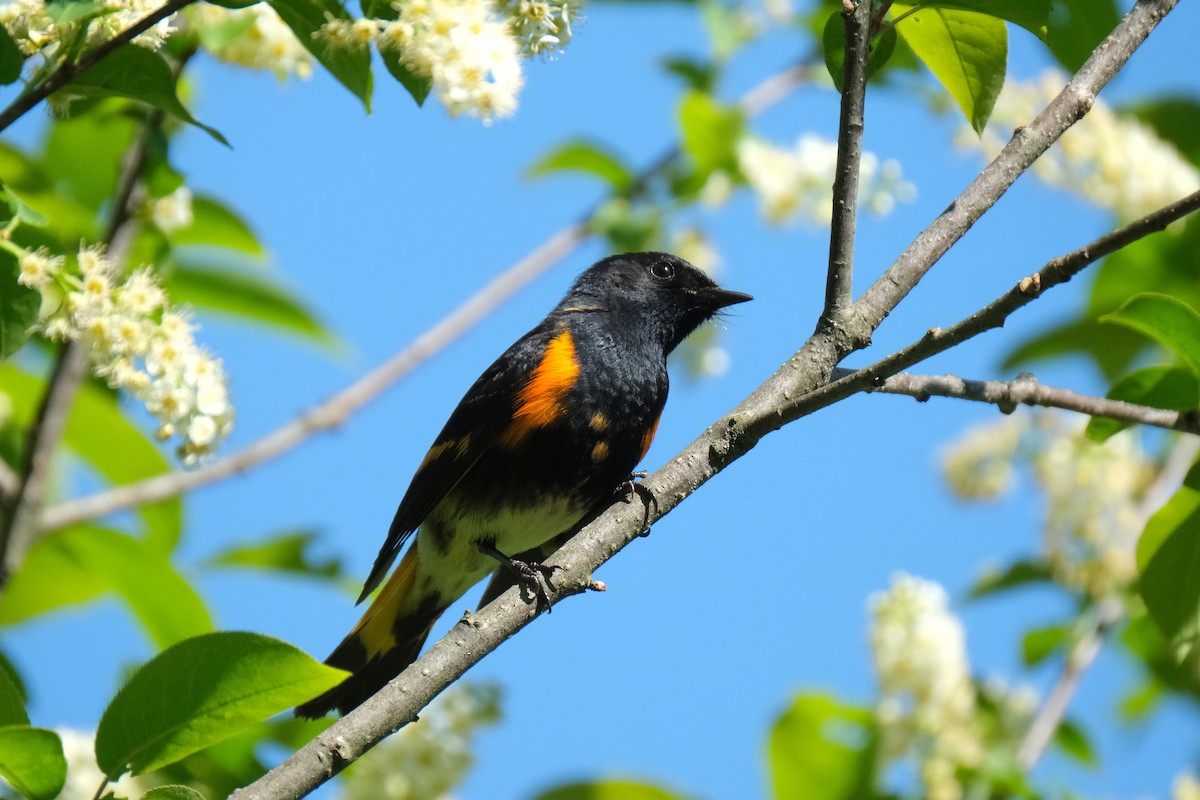 American Redstart - Jean-Marc Emery