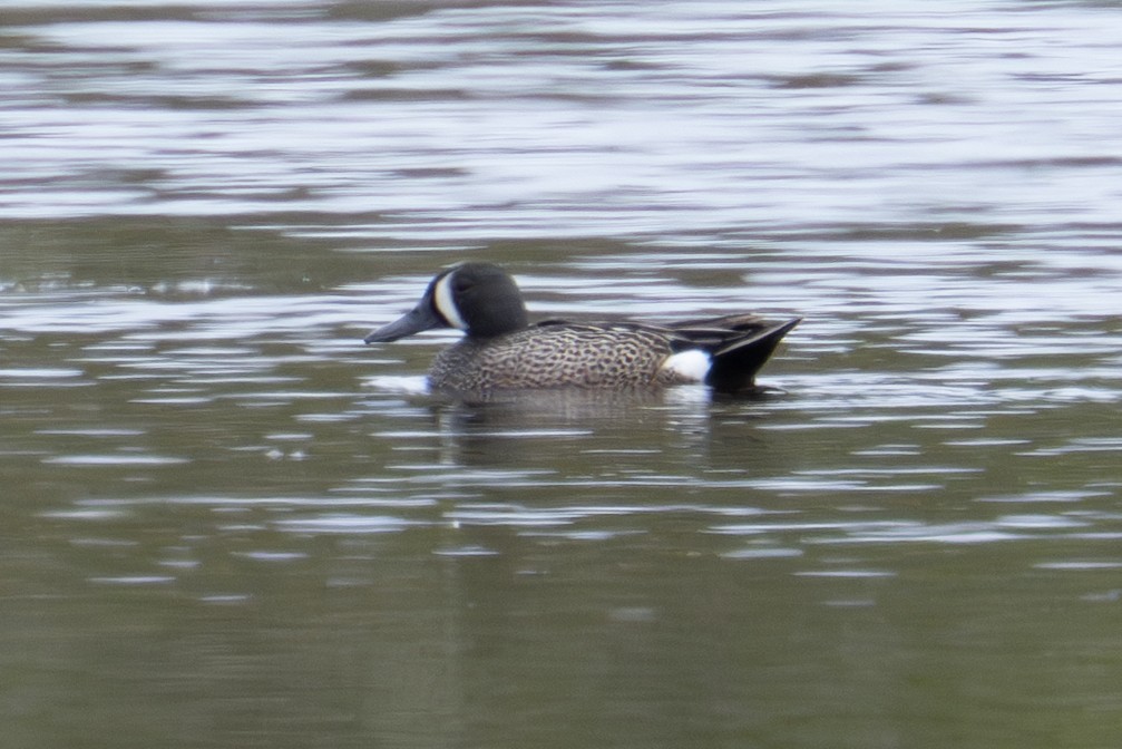 Blue-winged Teal - ML636685955