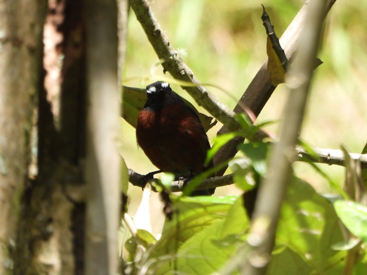 Chestnut-bellied Chat-Tyrant - ML636686011