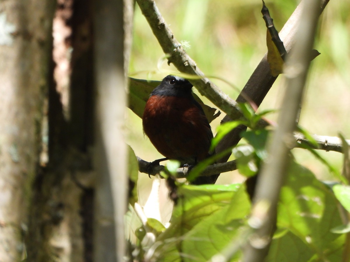 Chestnut-bellied Chat-Tyrant - ML636686012