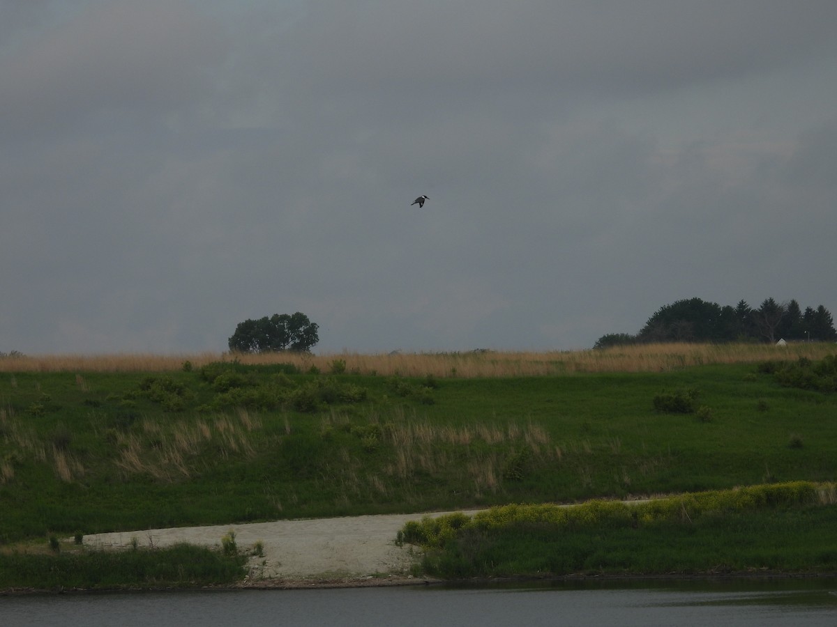 Belted Kingfisher - ML636686031