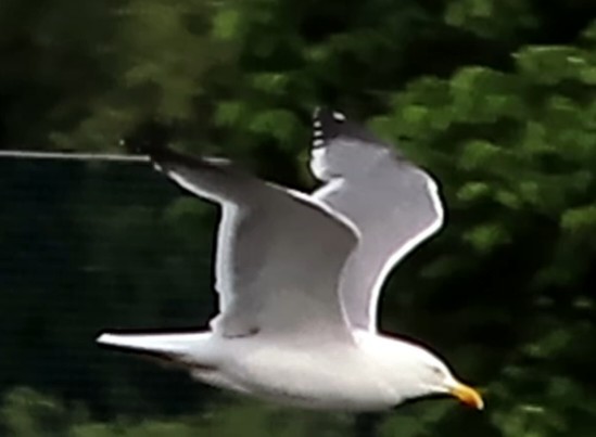 European Herring x Lesser Black-backed Gull (hybrid) - ML636686041