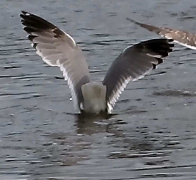 European Herring x Lesser Black-backed Gull (hybrid) - ML636686047