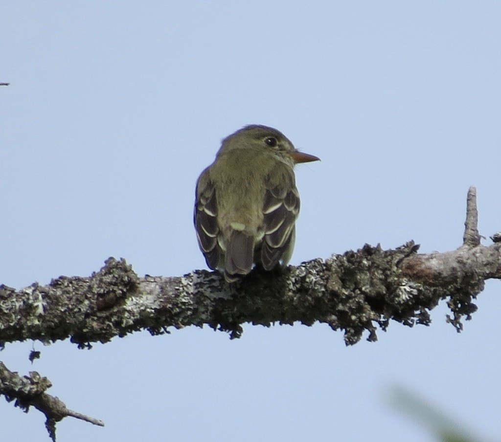 Empidonax sp. - ML636686055