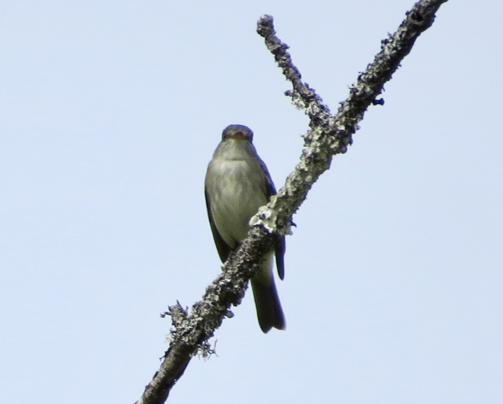 Empidonax sp. - ML636686065