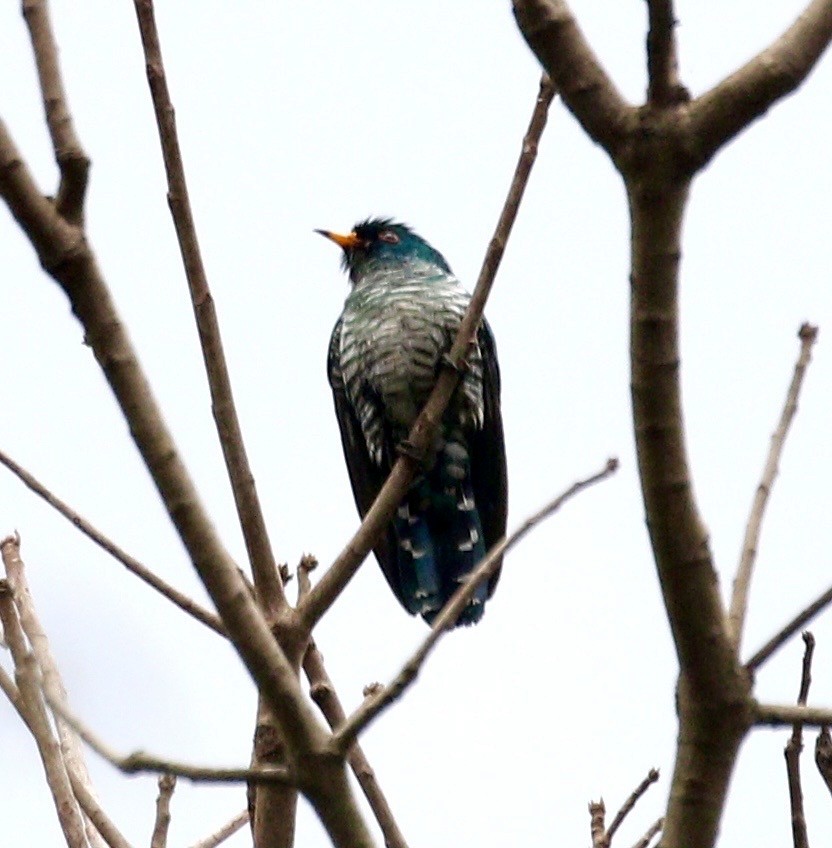 Asian Emerald Cuckoo - ML636686074