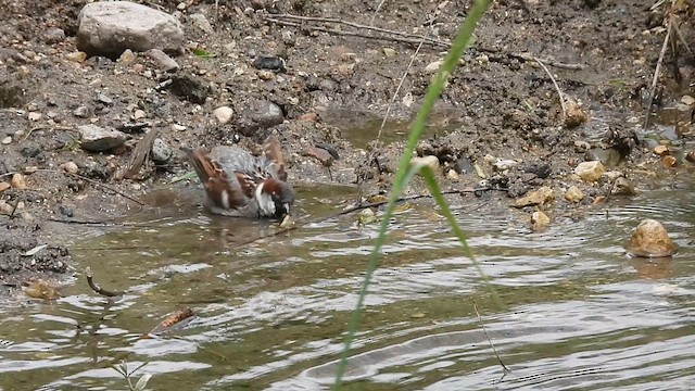 House Sparrow - ML636686116