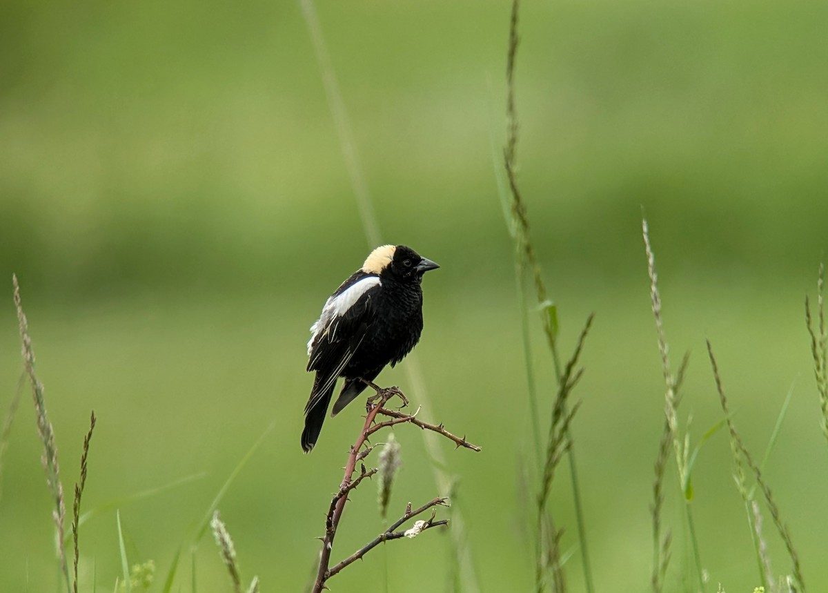 Bobolink - ML636686118