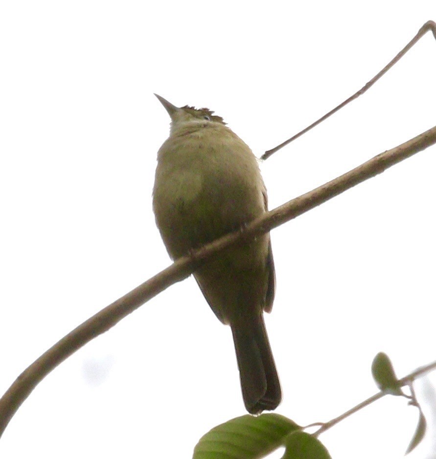 Olive Bulbul (Baker's) - ML636686126