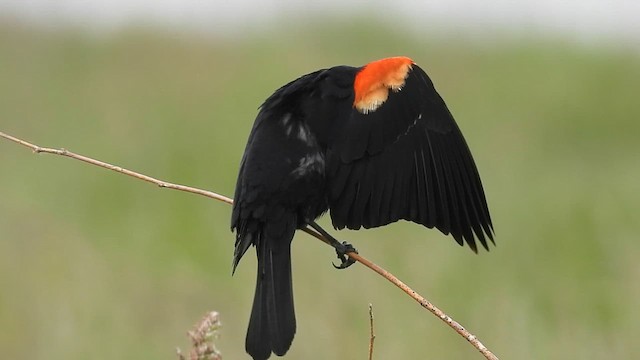 Red-winged Blackbird - ML636686151