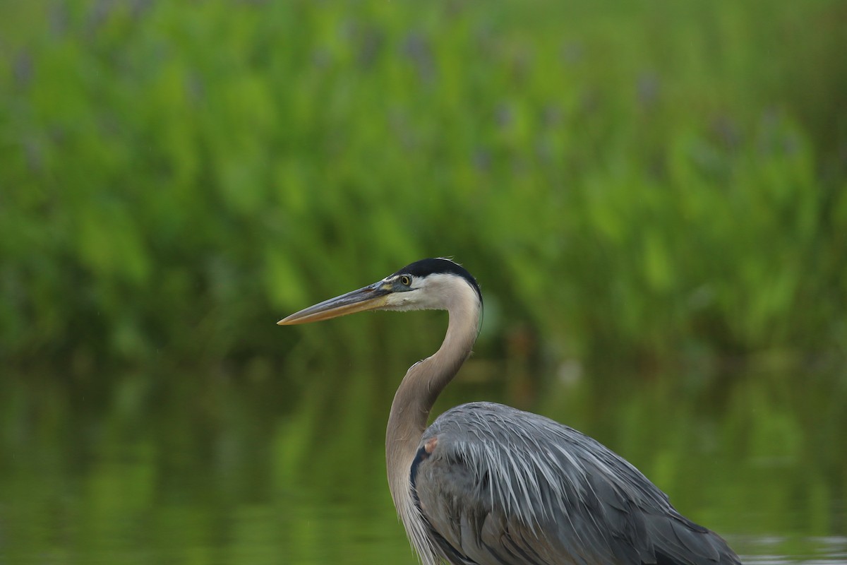 Great Blue Heron - ML636686339