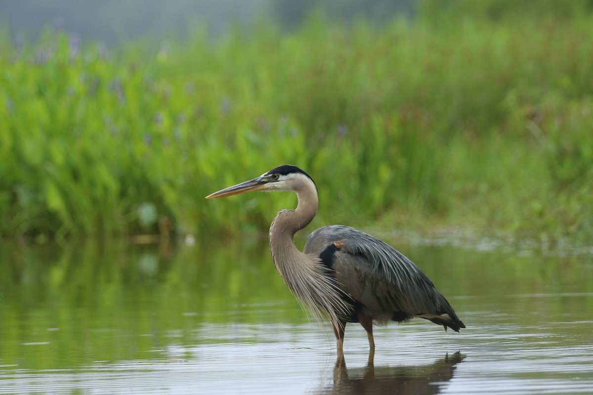 Great Blue Heron - ML636686340