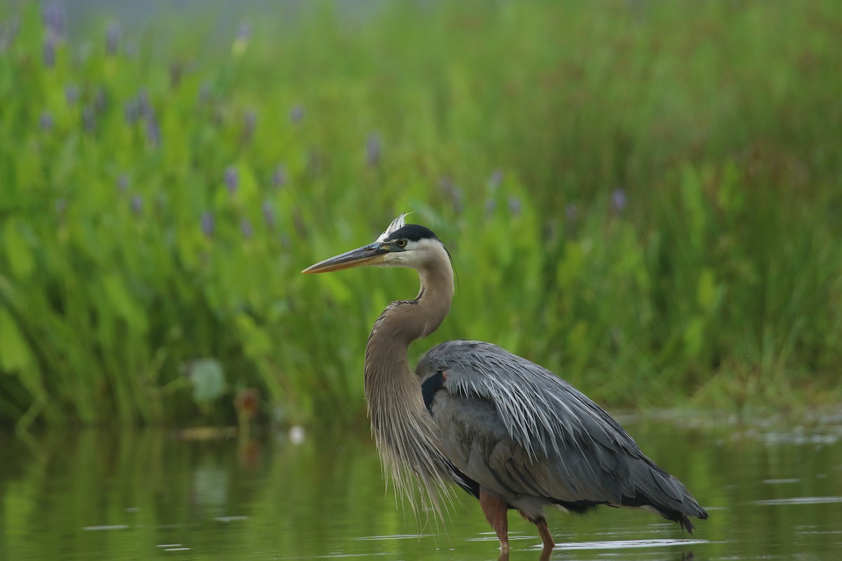 Great Blue Heron - ML636686341