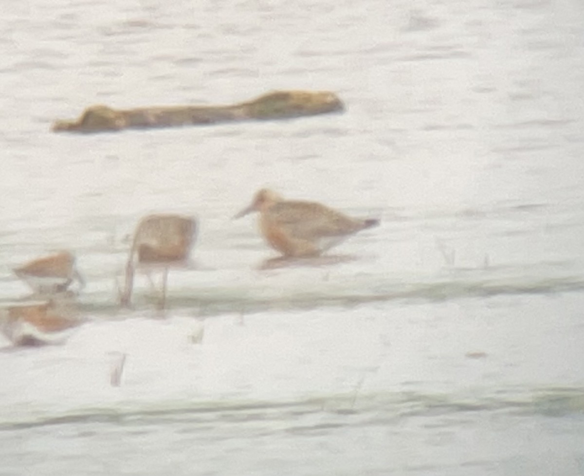 Red Knot - ML636686357