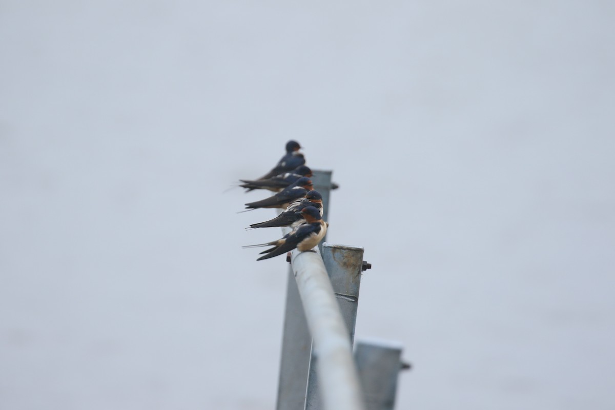 Barn Swallow - ML636686444