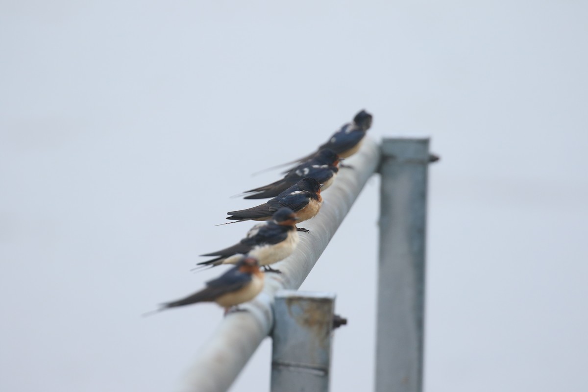 Barn Swallow - ML636686445