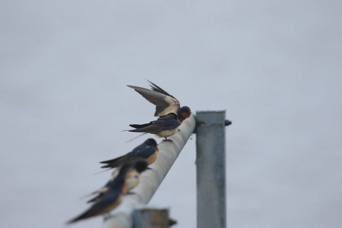 Barn Swallow - ML636686446