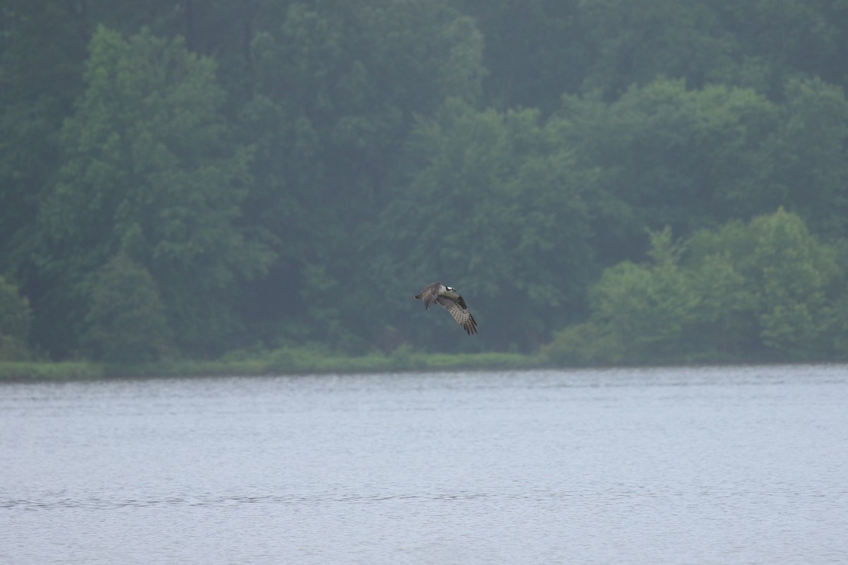 Osprey - ML636686496
