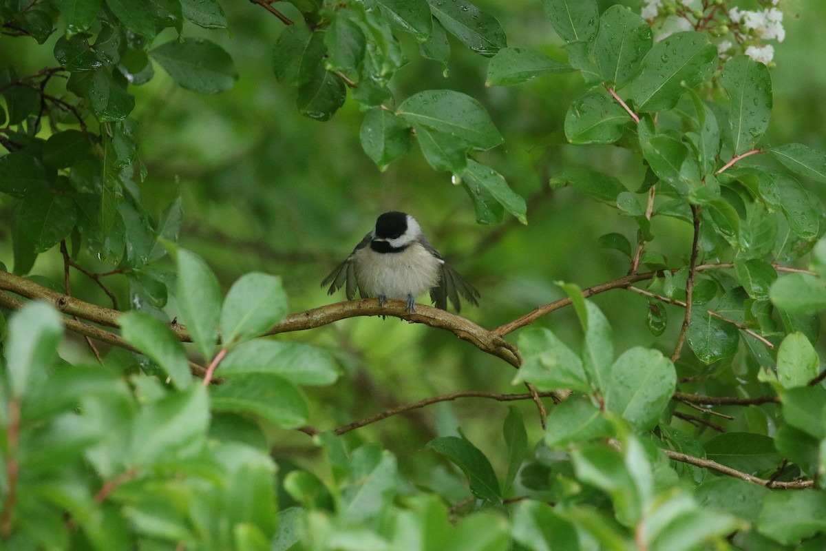 Carolina Chickadee - ML636686524