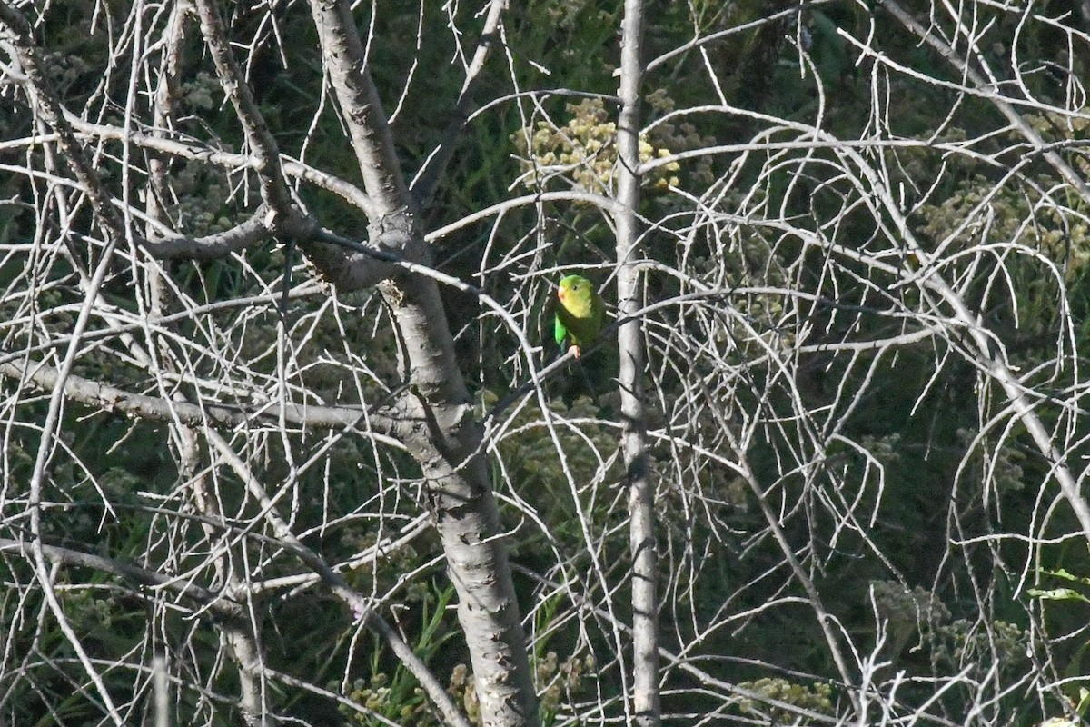Andean Parakeet - ML636686546