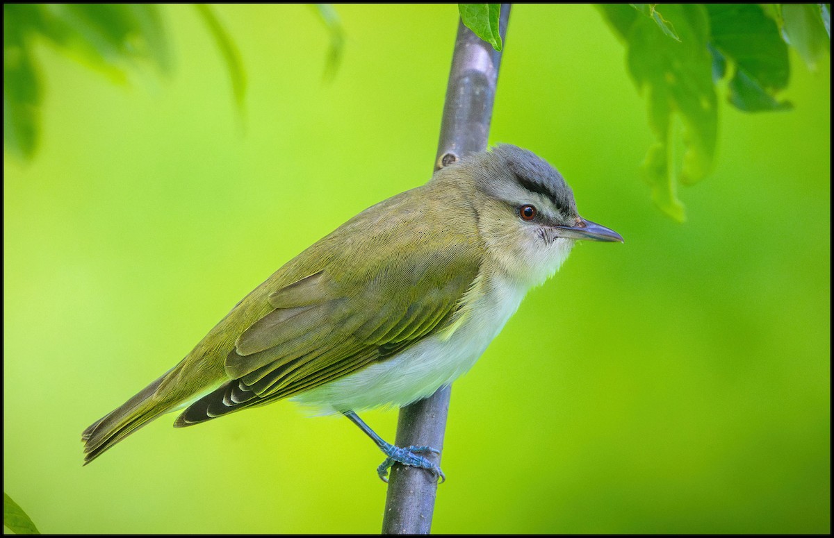 Red-eyed Vireo - Jim Emery