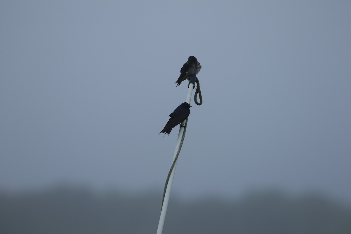 Purple Martin - ML636686558