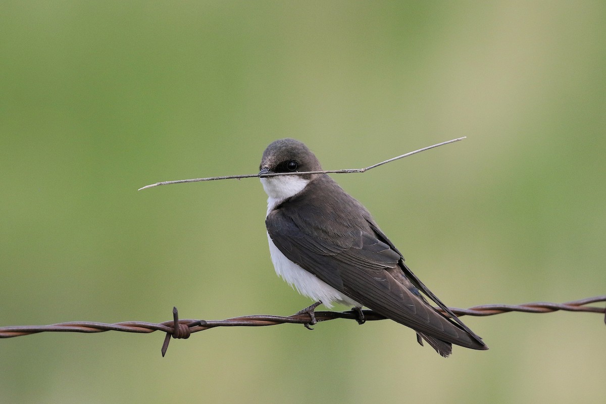Hirondelle bicolore - ML636686562